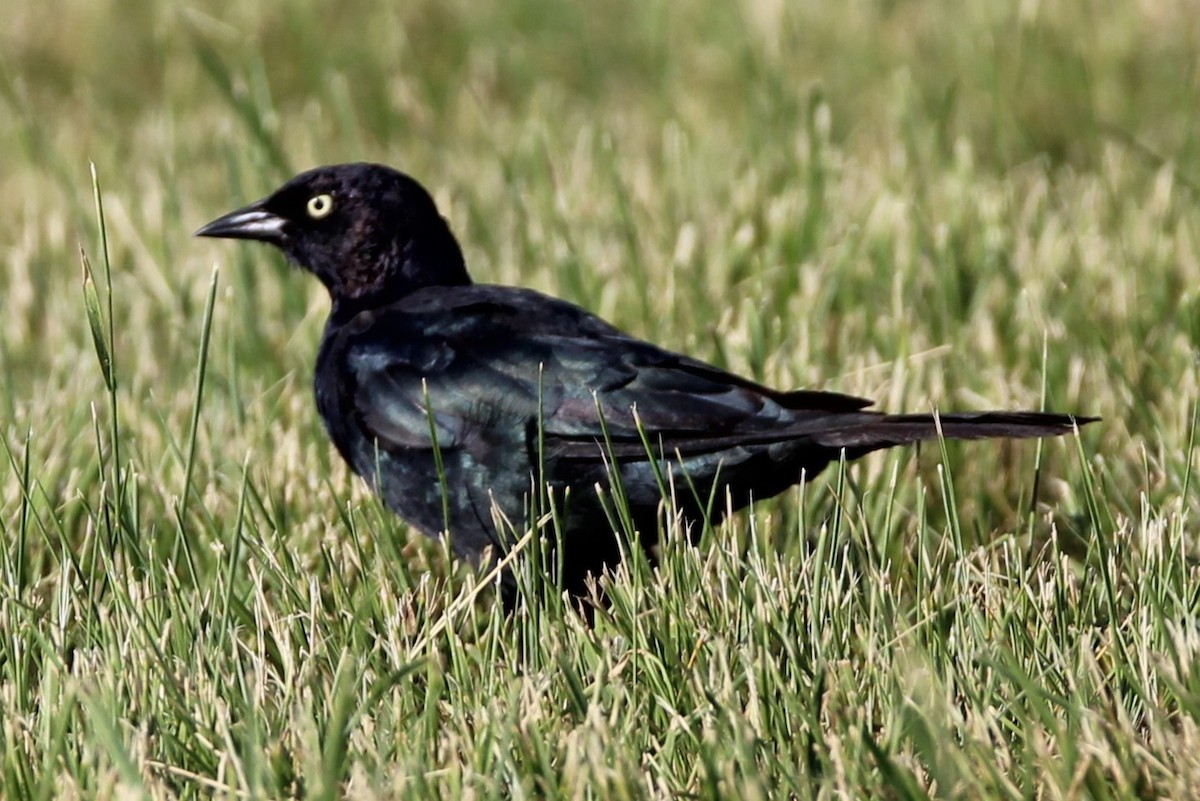 Brewer's Blackbird - ML640651467