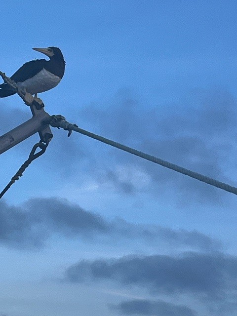 Cocos Booby - ML640651468