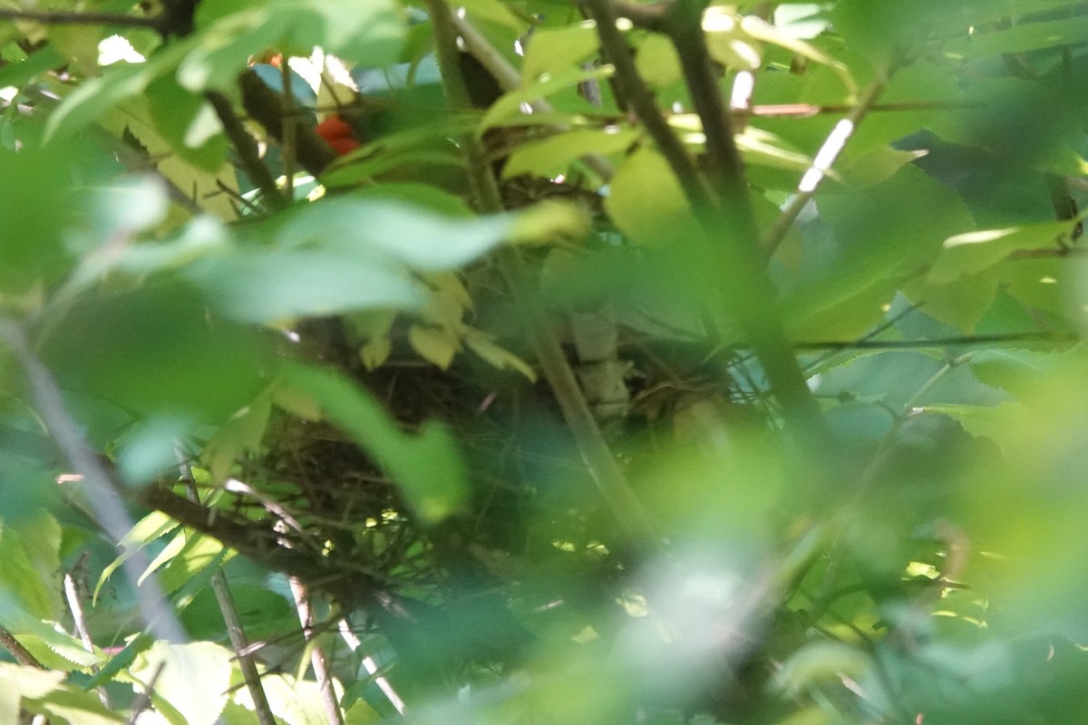 Northern Cardinal - ML640651471