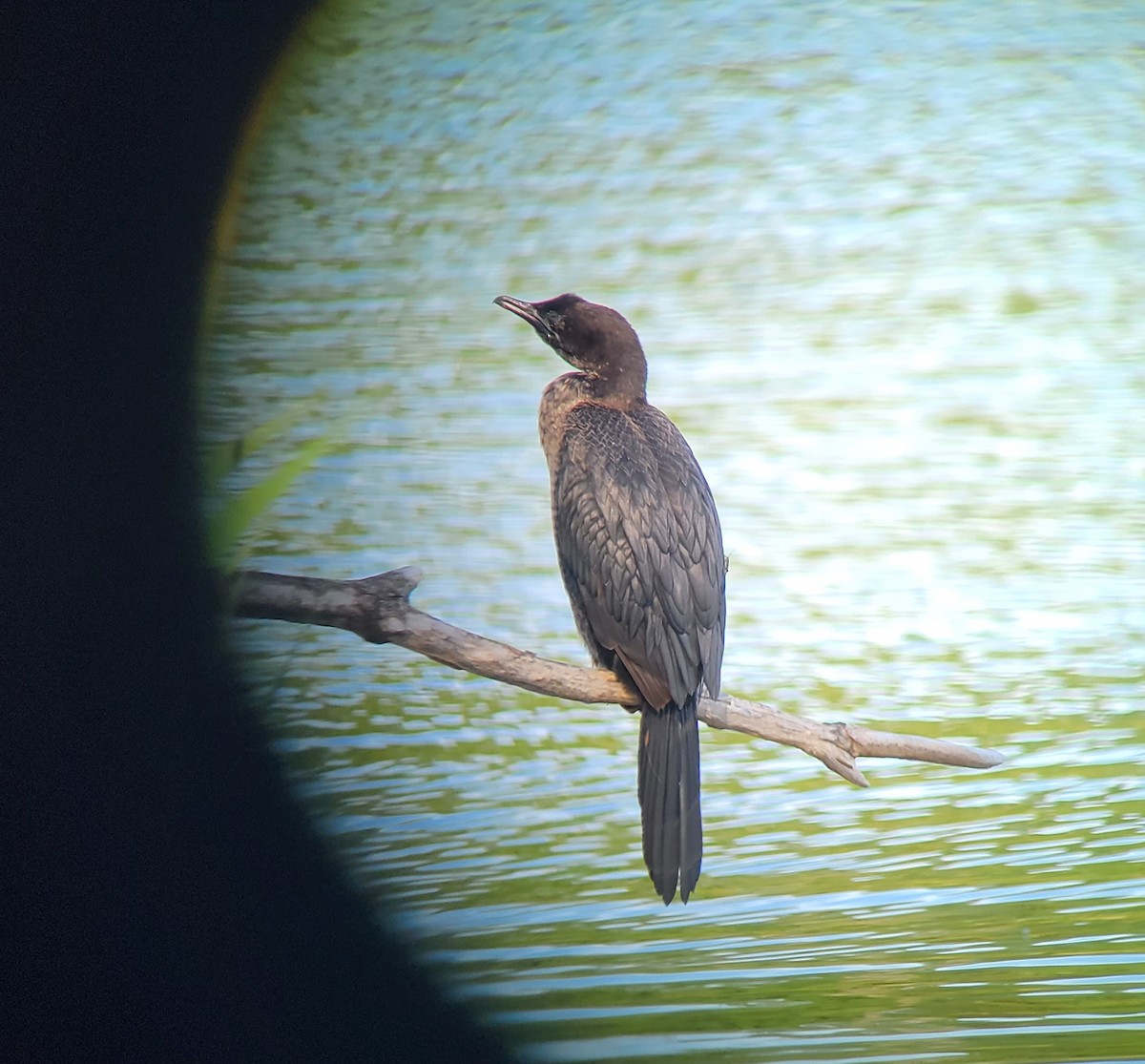 Pygmy Cormorant - ML640651481