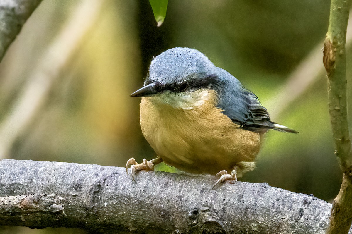 Garrapo eurasiarra - ML640651491