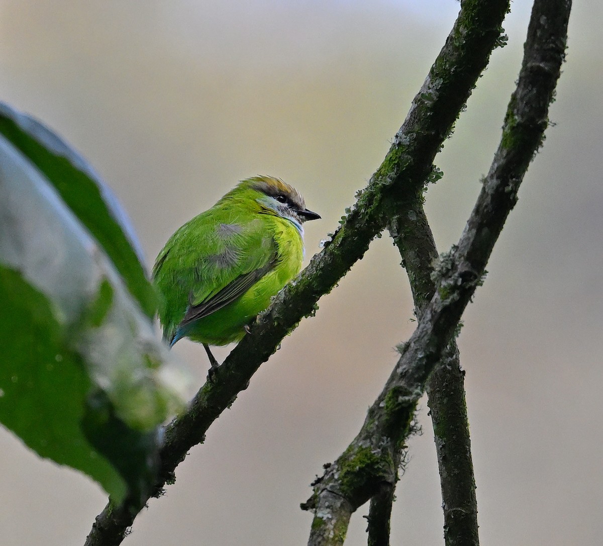 Grauer's Broadbill - ML640651514