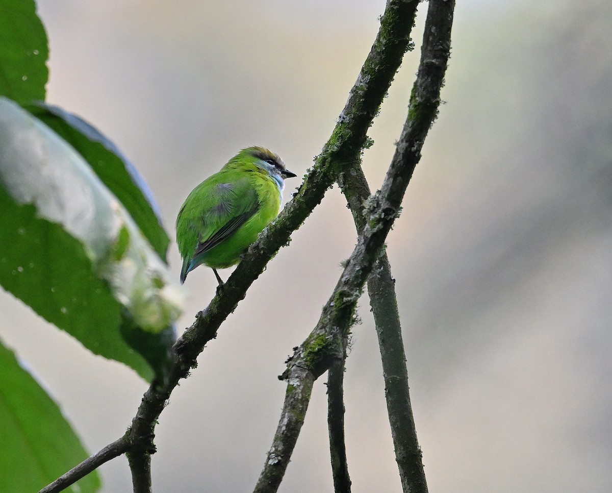 Grauer's Broadbill - ML640651515