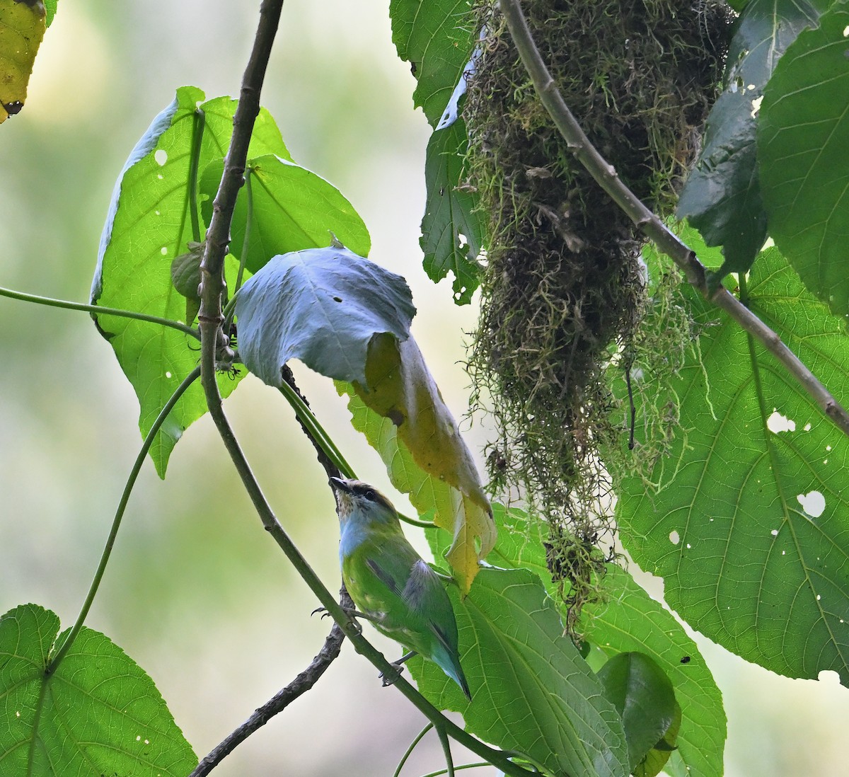 Grauer's Broadbill - ML640651516
