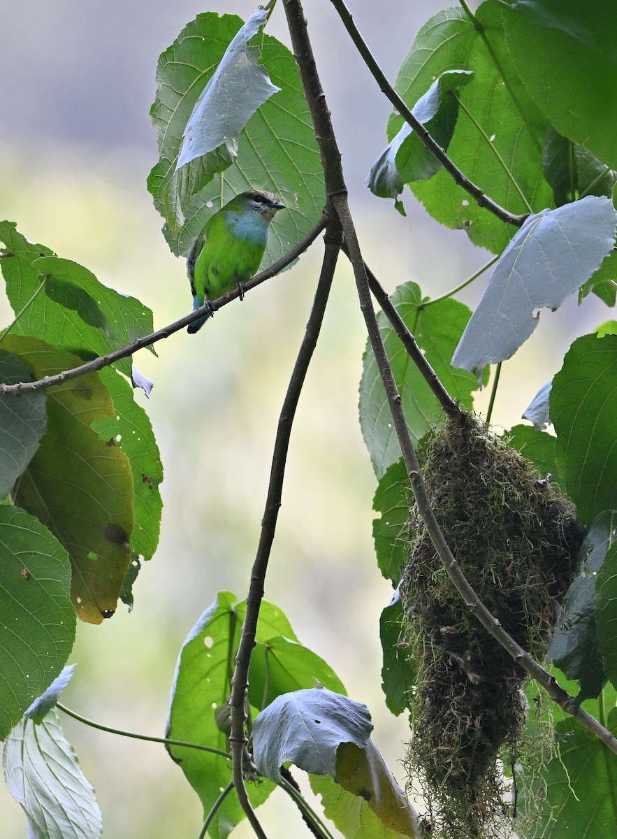 Grauer's Broadbill - ML640651517