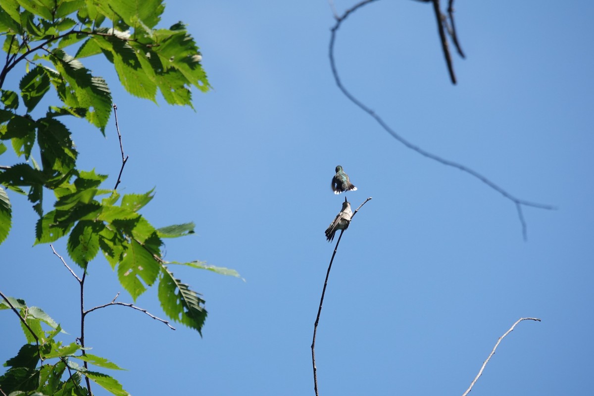 Ruby-throated Hummingbird - ML640651518