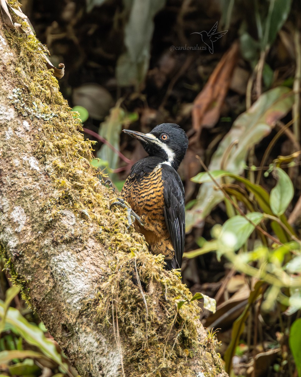 Powerful Woodpecker - ML640651536