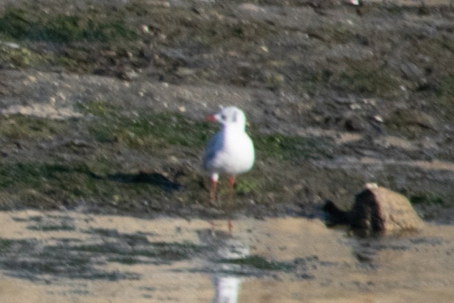 Black-headed Gull - ML640651538