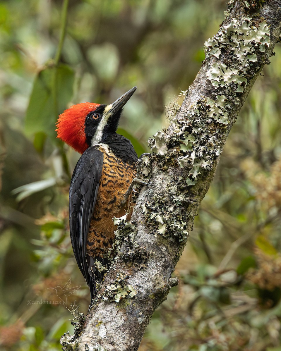 Powerful Woodpecker - ML640651542