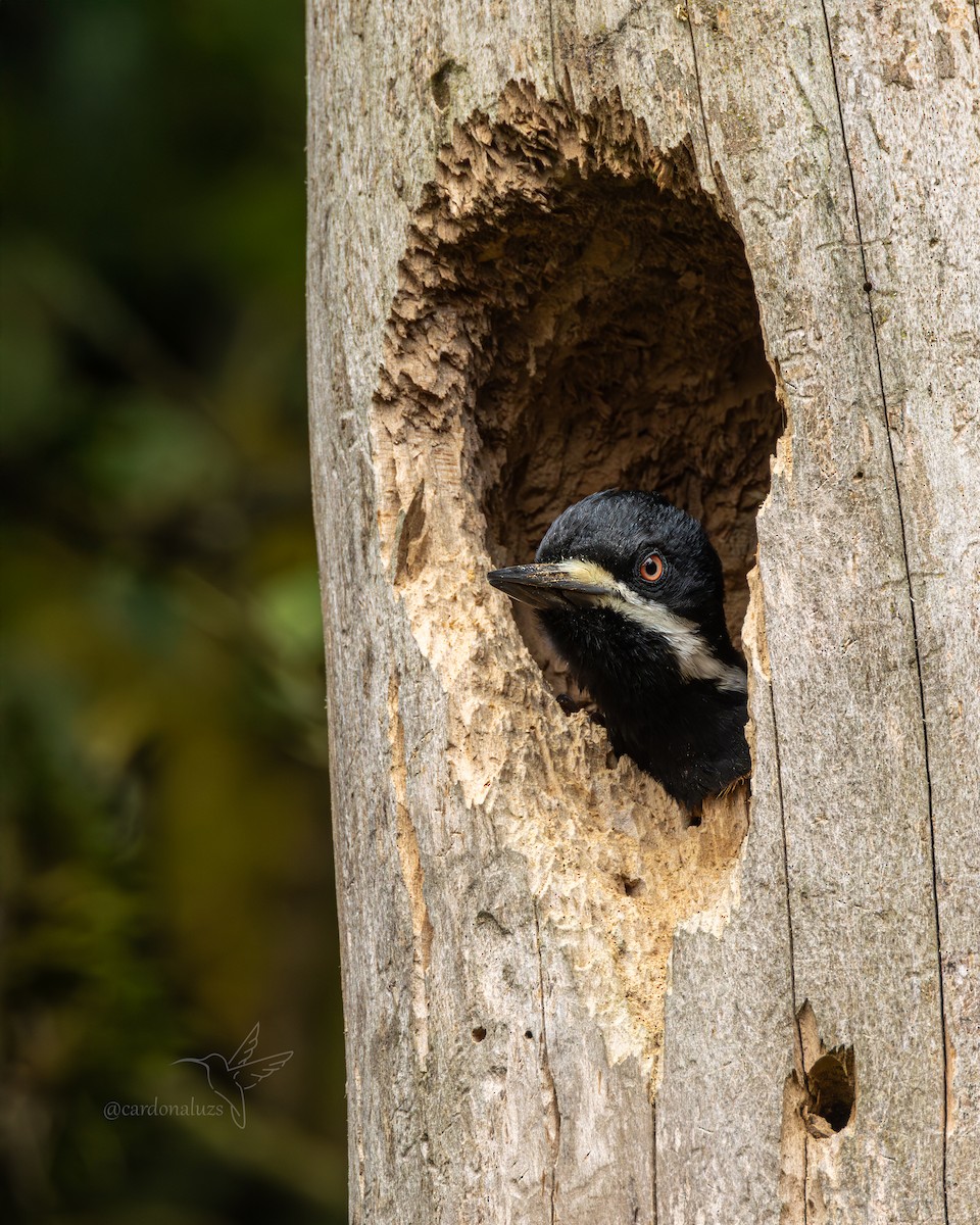 Powerful Woodpecker - ML640651557