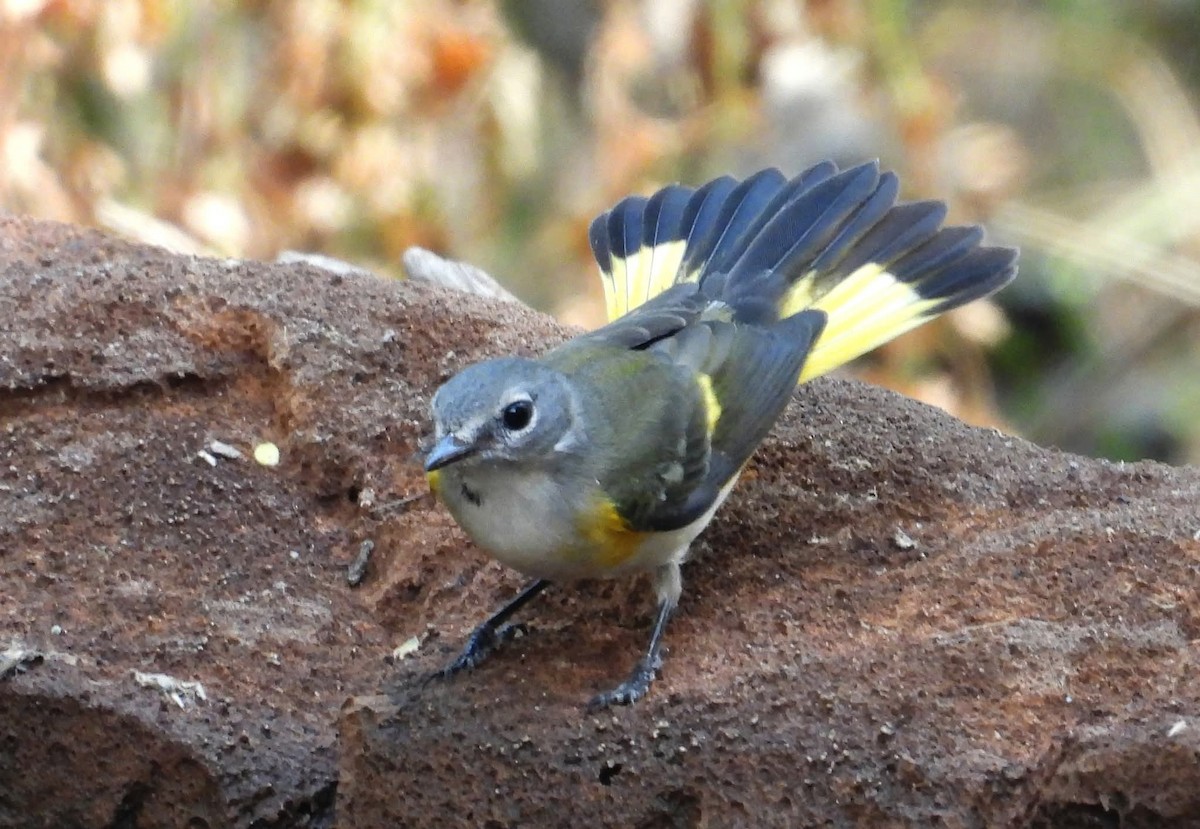 American Redstart - ML640651577