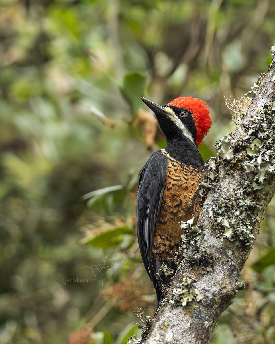 Powerful Woodpecker - ML640651600