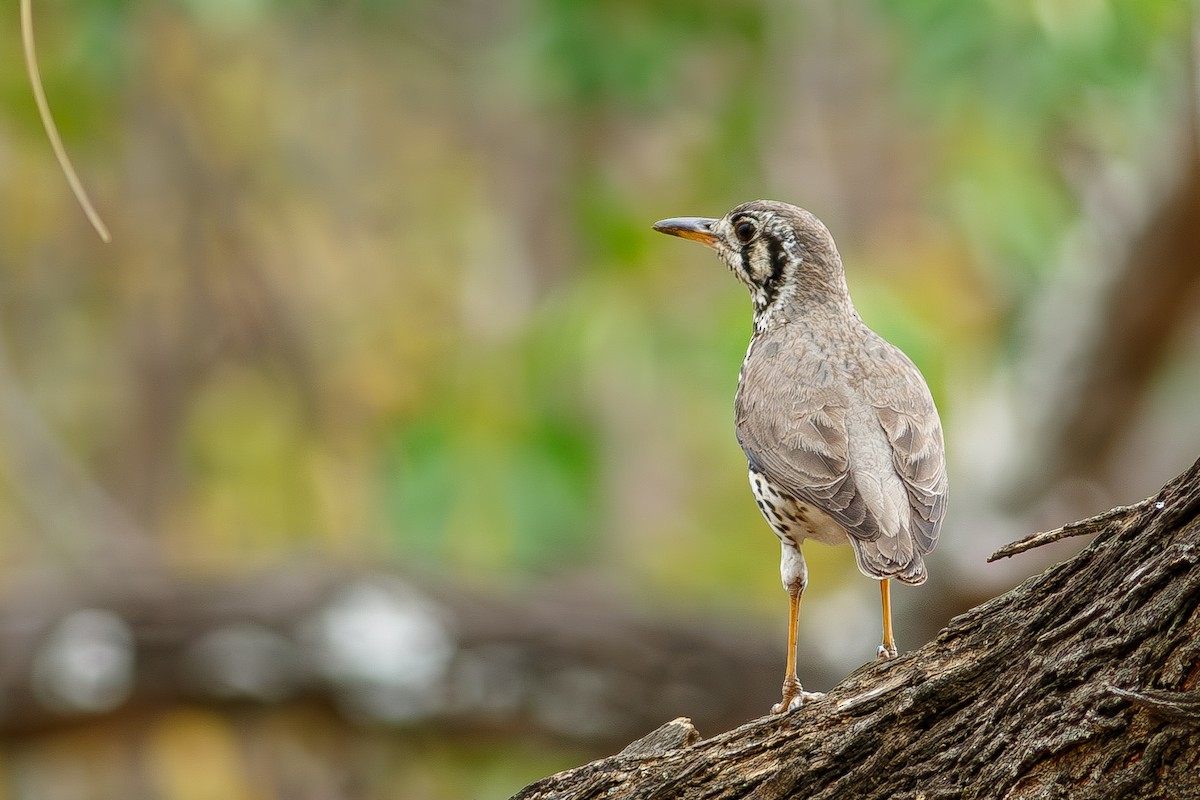 Groundscraper Thrush - ML640651601