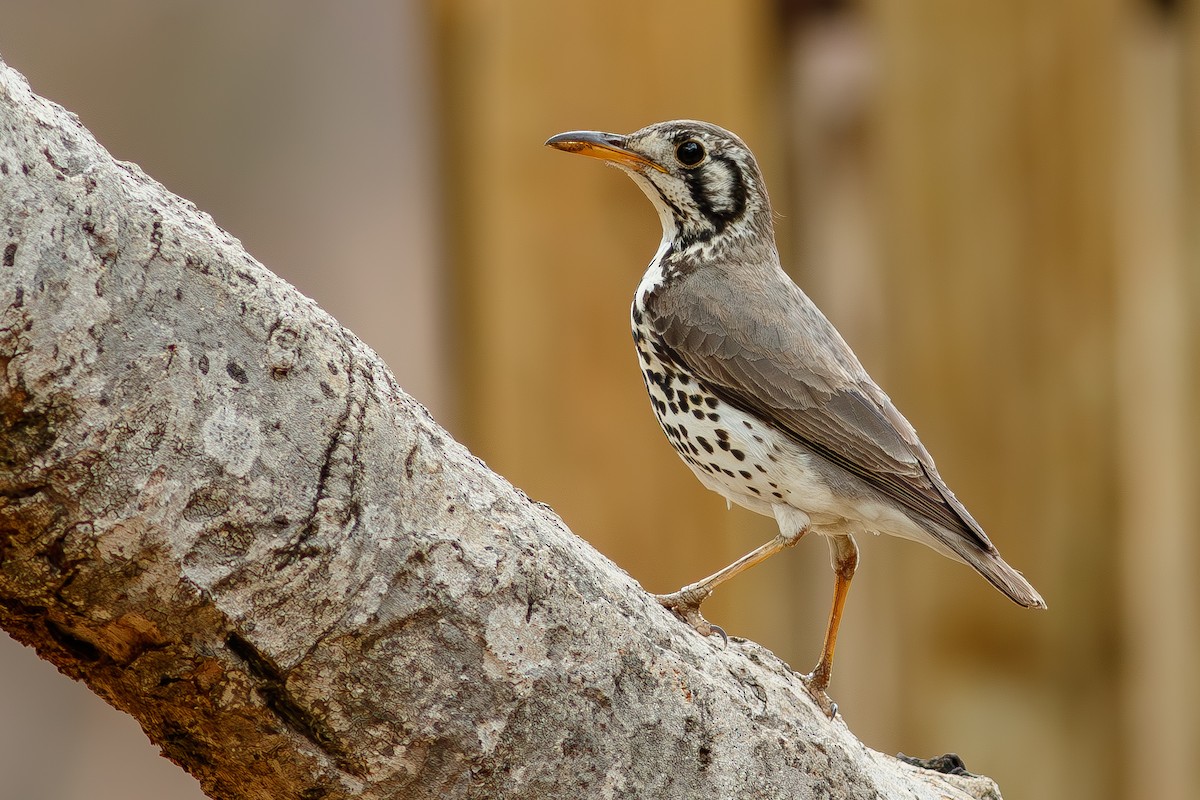 Groundscraper Thrush - ML640651603