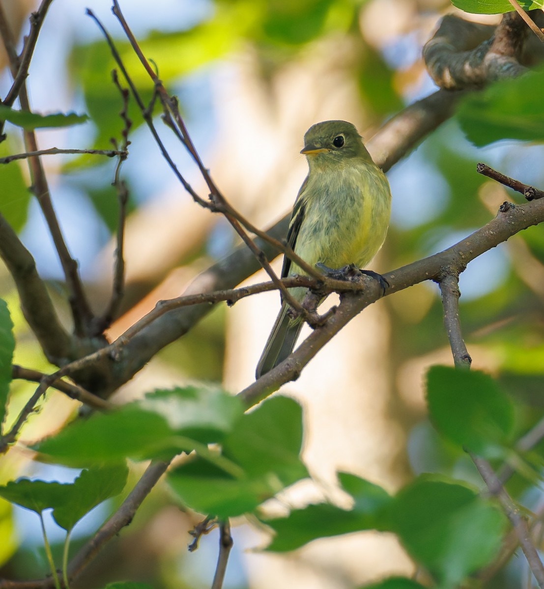 Yellow-bellied Flycatcher - ML640651607