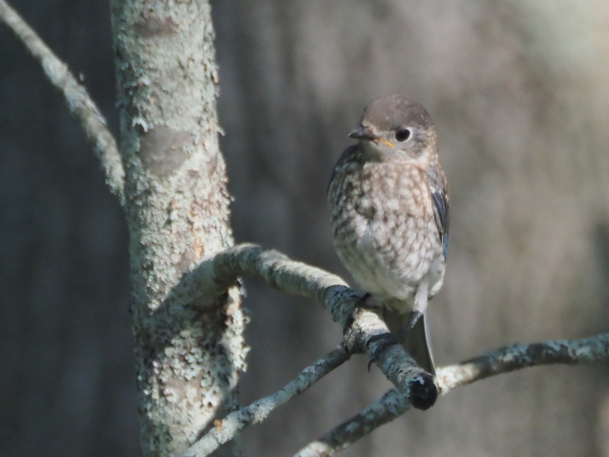 Eastern Bluebird - ML640651678