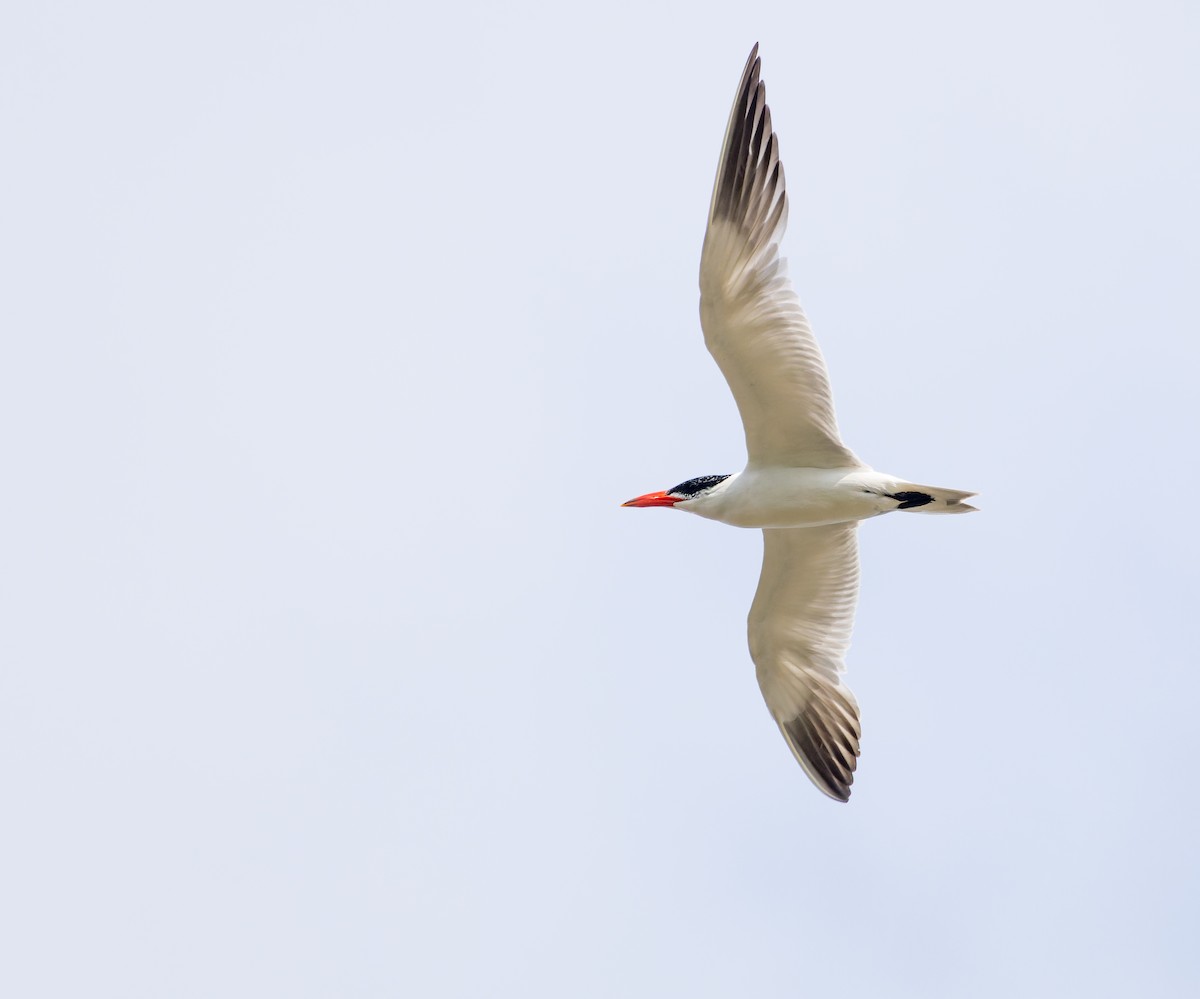 Caspian Tern - ML640651679