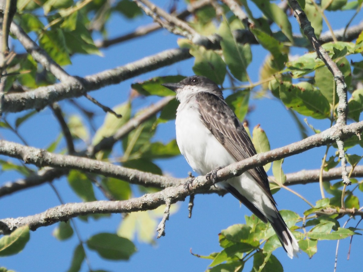 Eastern Kingbird - ML640651685