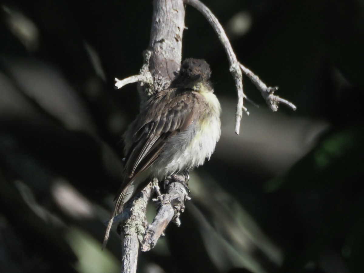 Eastern Phoebe - ML640651718