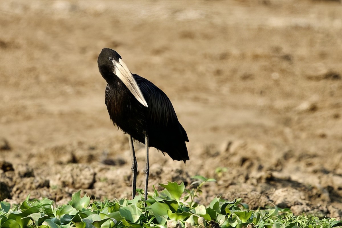 African Openbill - ML640651745