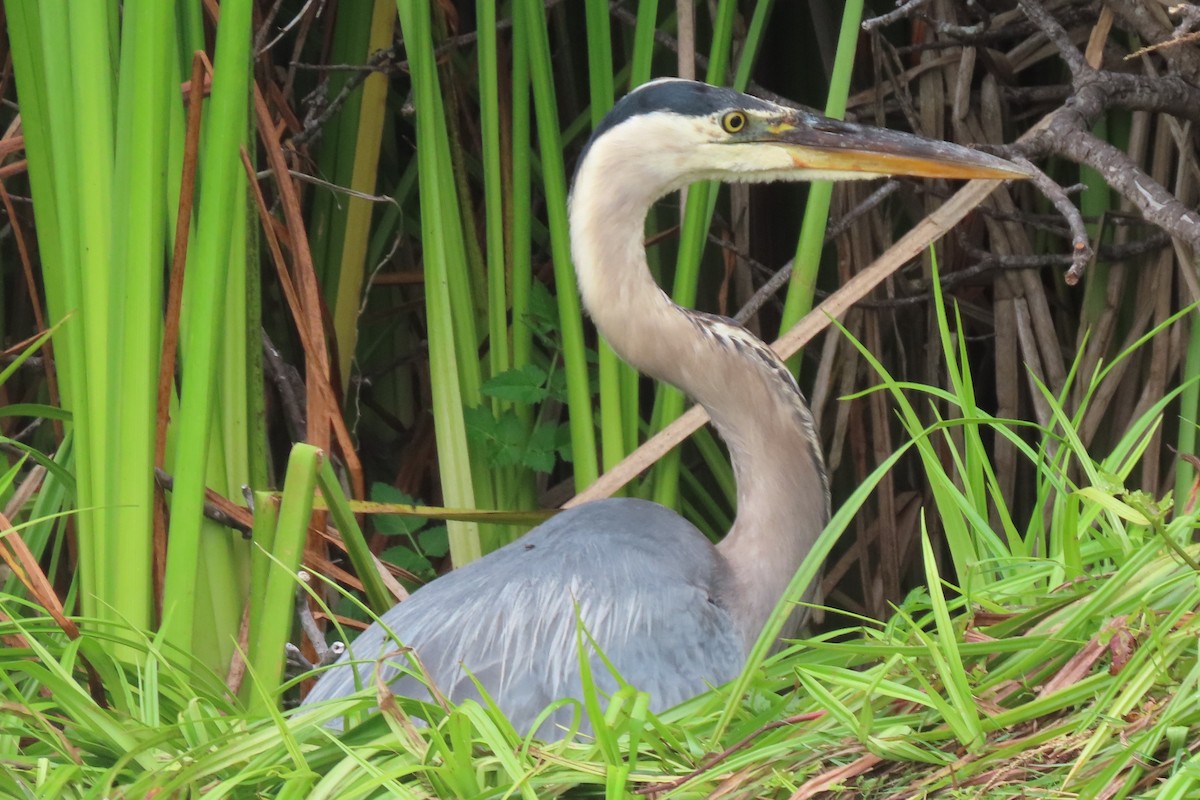 Great Blue Heron - ML640651763