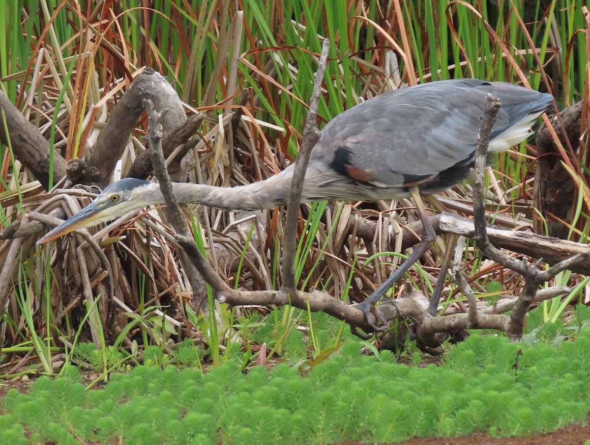 Great Blue Heron - ML640651765
