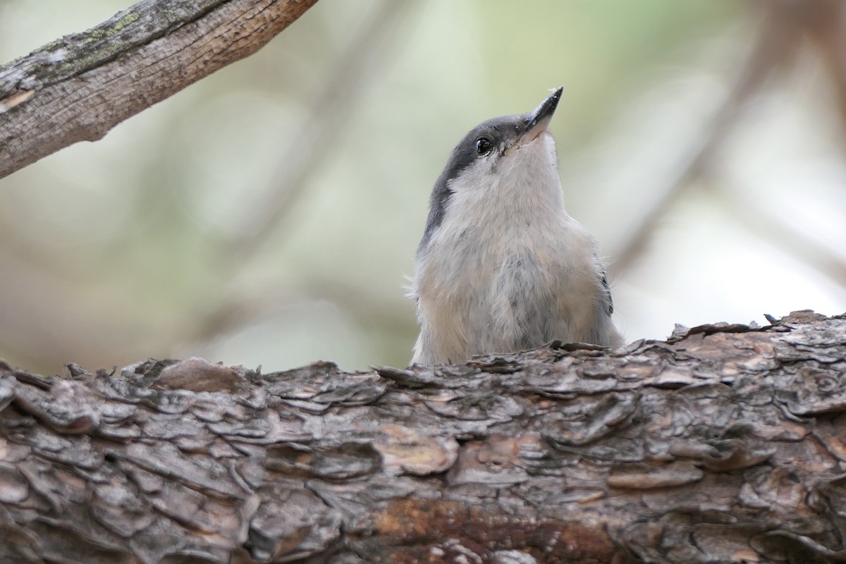 brhlík drobný - ML640651776