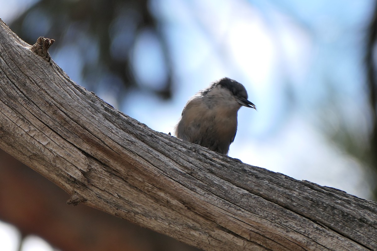 brhlík drobný - ML640651777