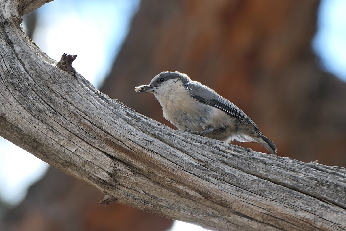 brhlík drobný - ML640651779