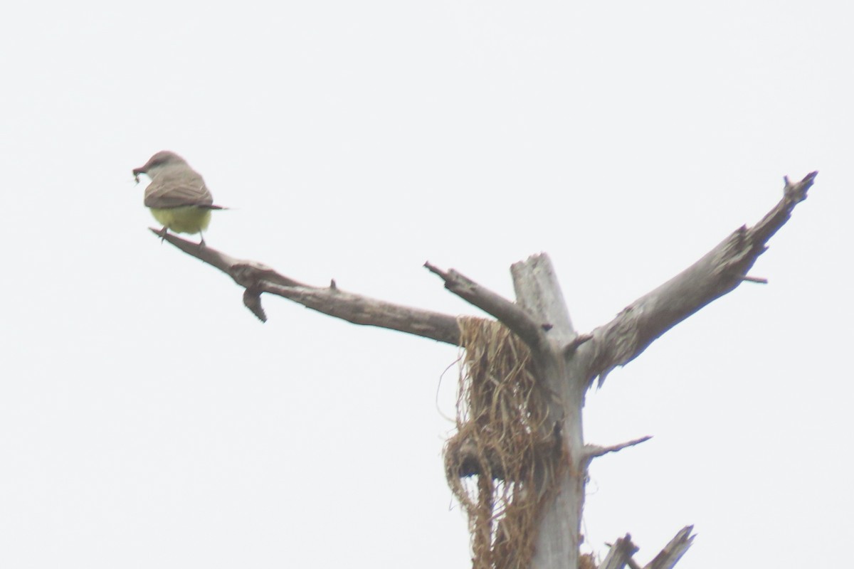 Western Kingbird - ML640651789