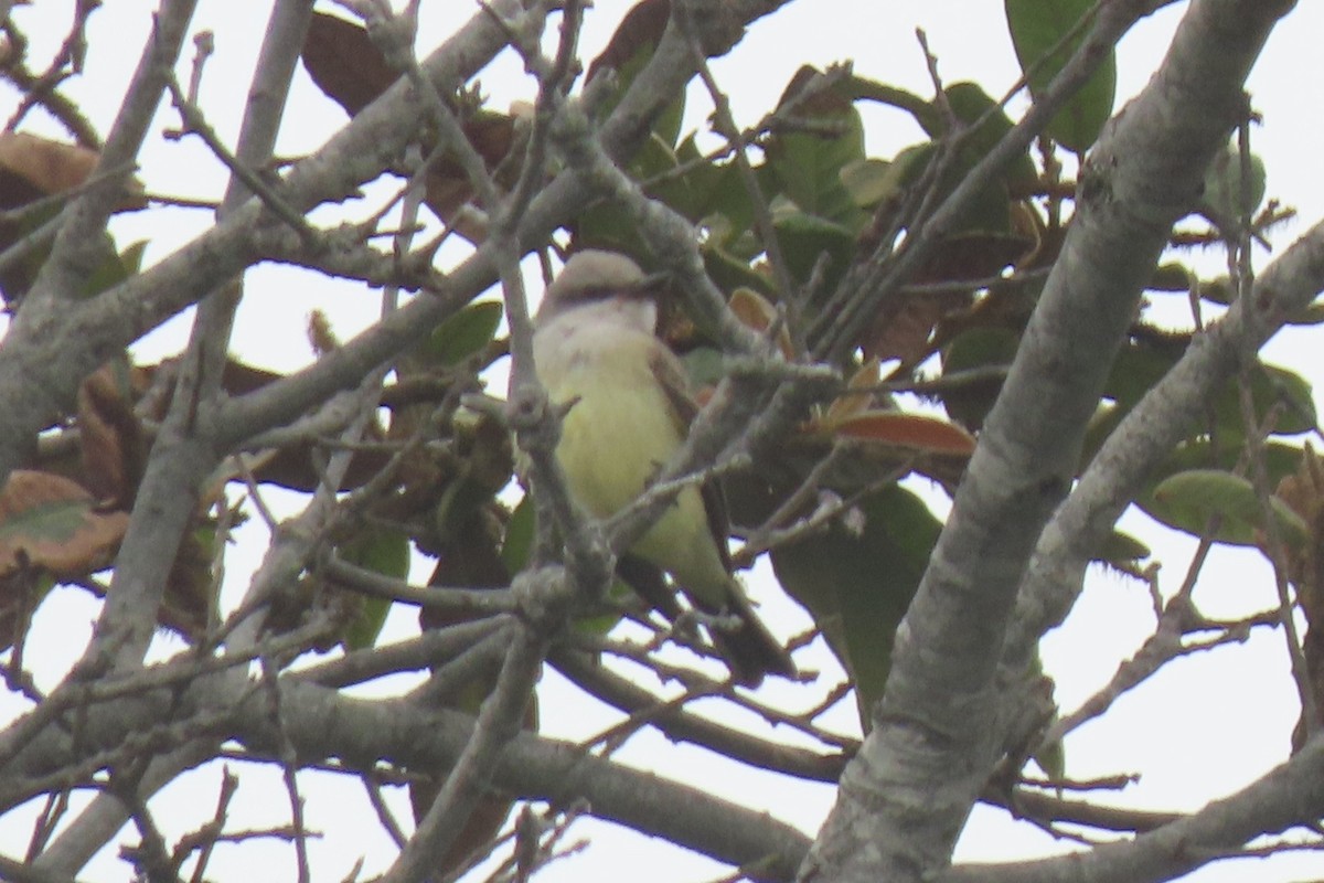 Western Kingbird - ML640651810