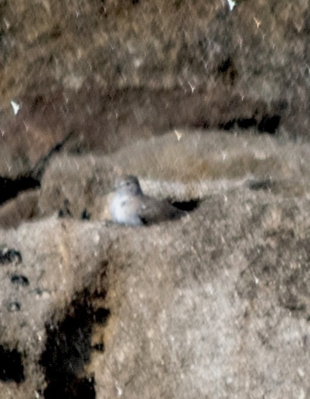 Common Sandpiper - ML640651823