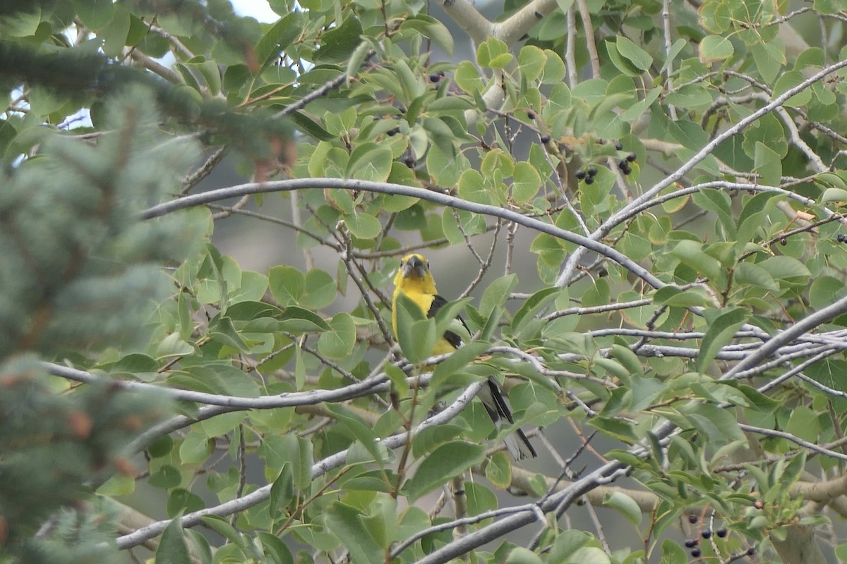 Yellow Grosbeak (Northern) - ML640651843