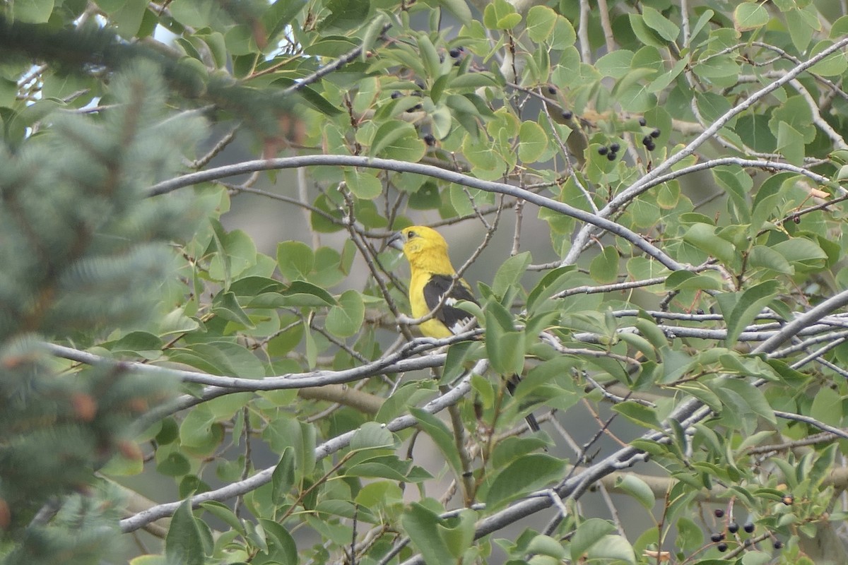 Yellow Grosbeak (Northern) - ML640651844