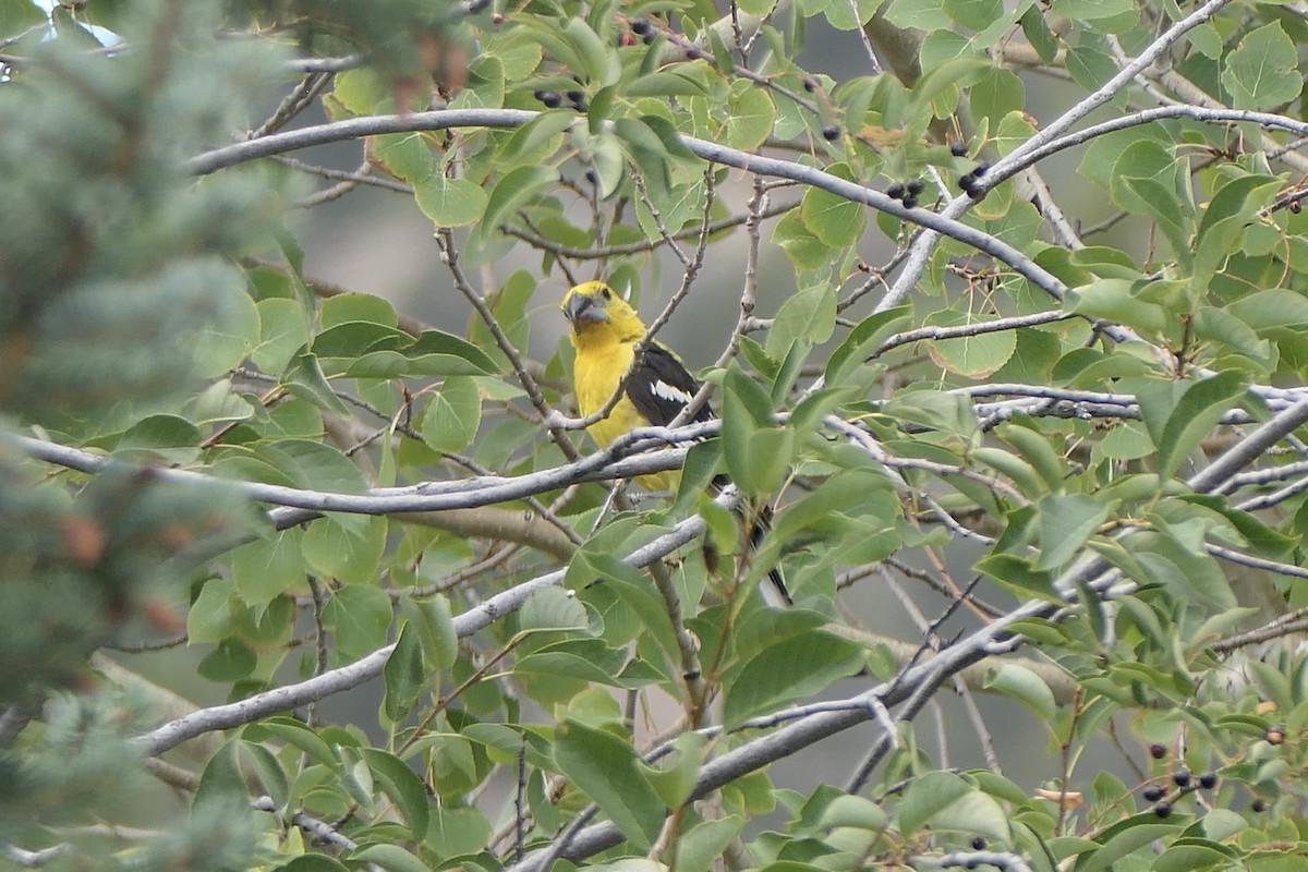 Yellow Grosbeak (Northern) - ML640651845