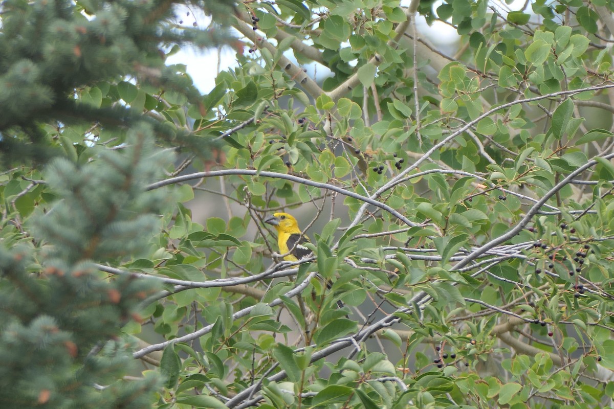 Yellow Grosbeak (Northern) - ML640651848