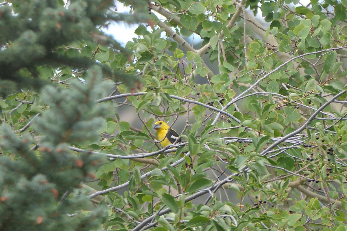 Yellow Grosbeak (Northern) - ML640651849