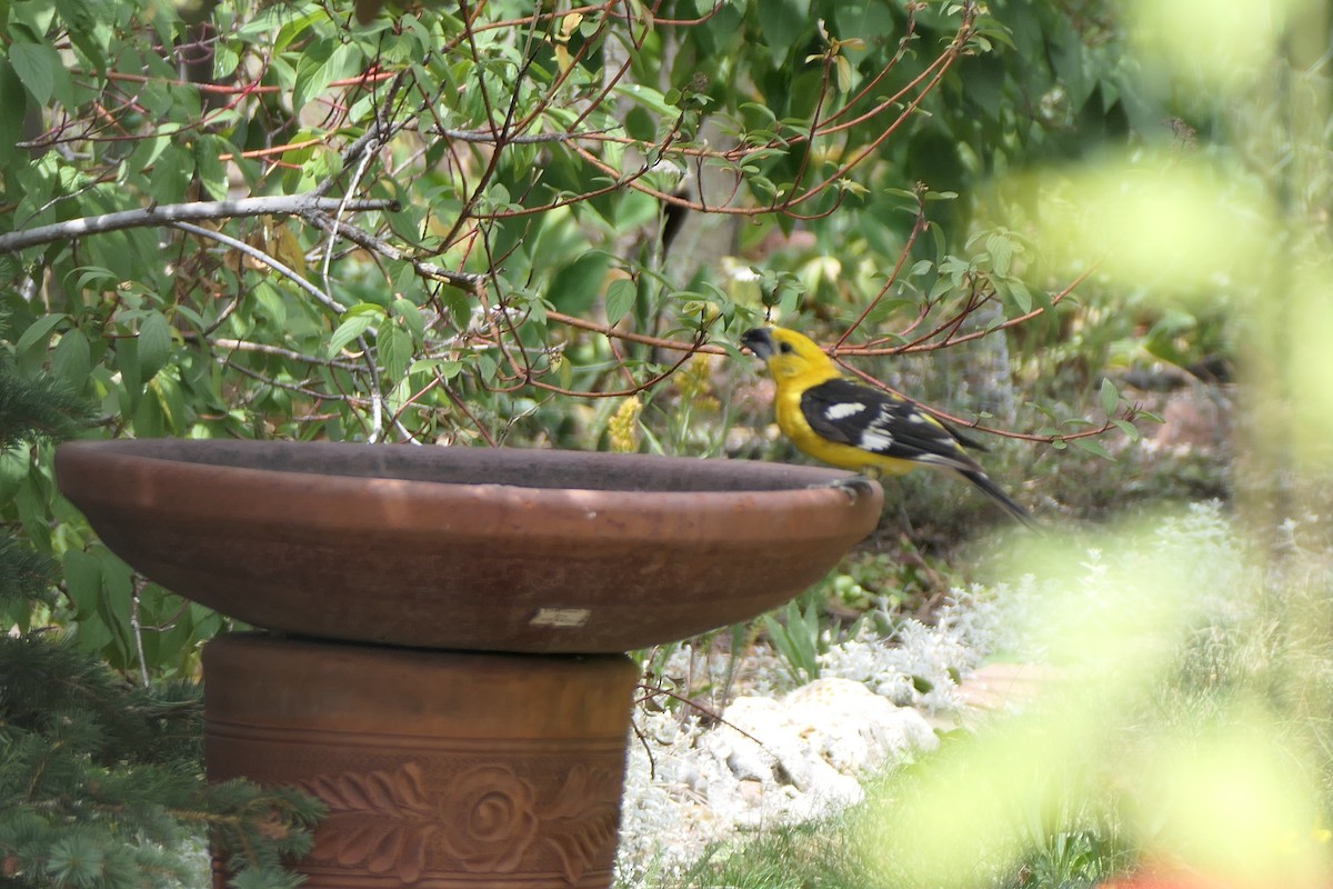 Yellow Grosbeak (Northern) - ML640651850