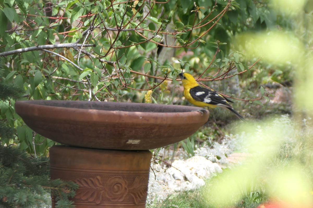 Yellow Grosbeak (Northern) - ML640651851