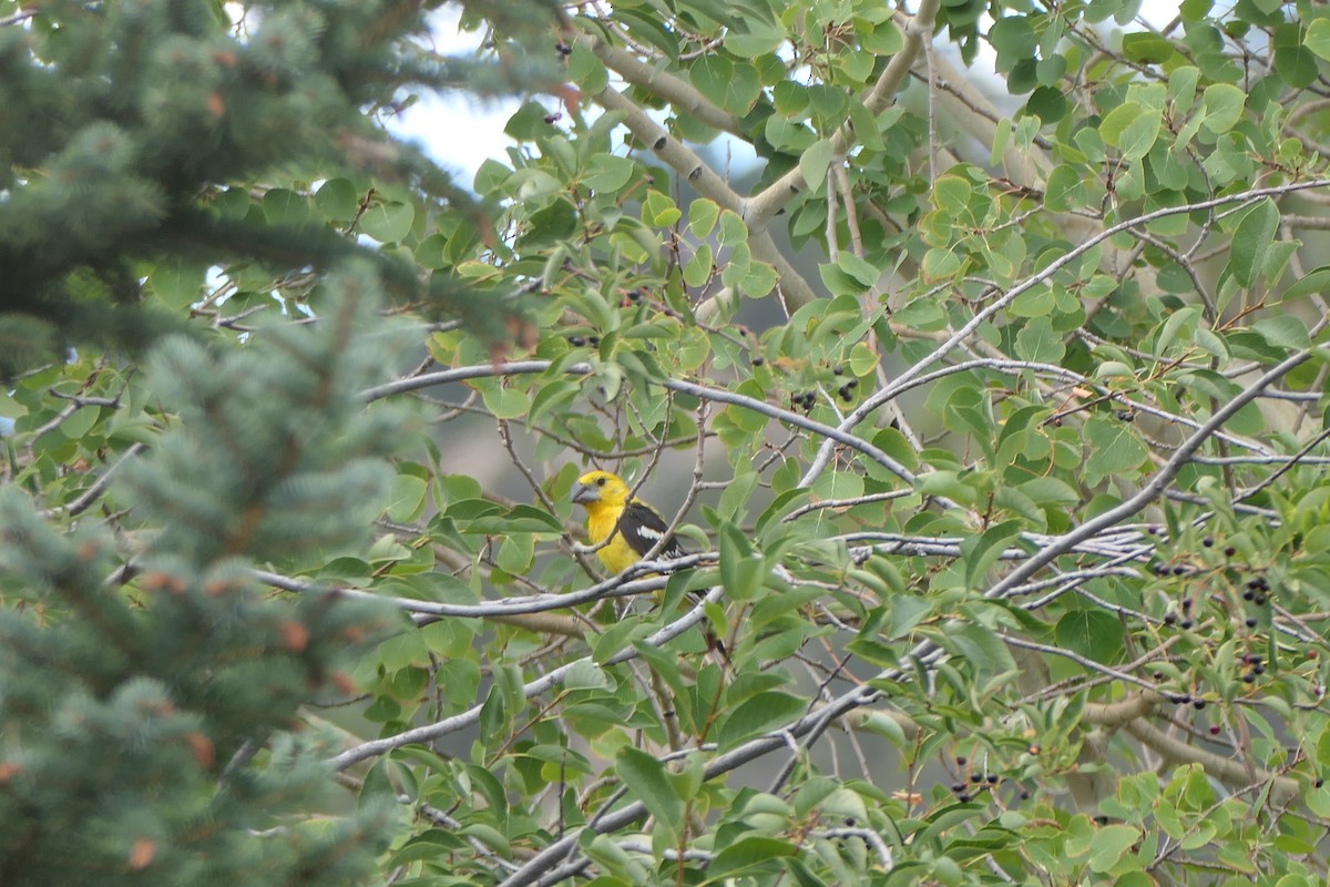 Yellow Grosbeak (Northern) - ML640651852
