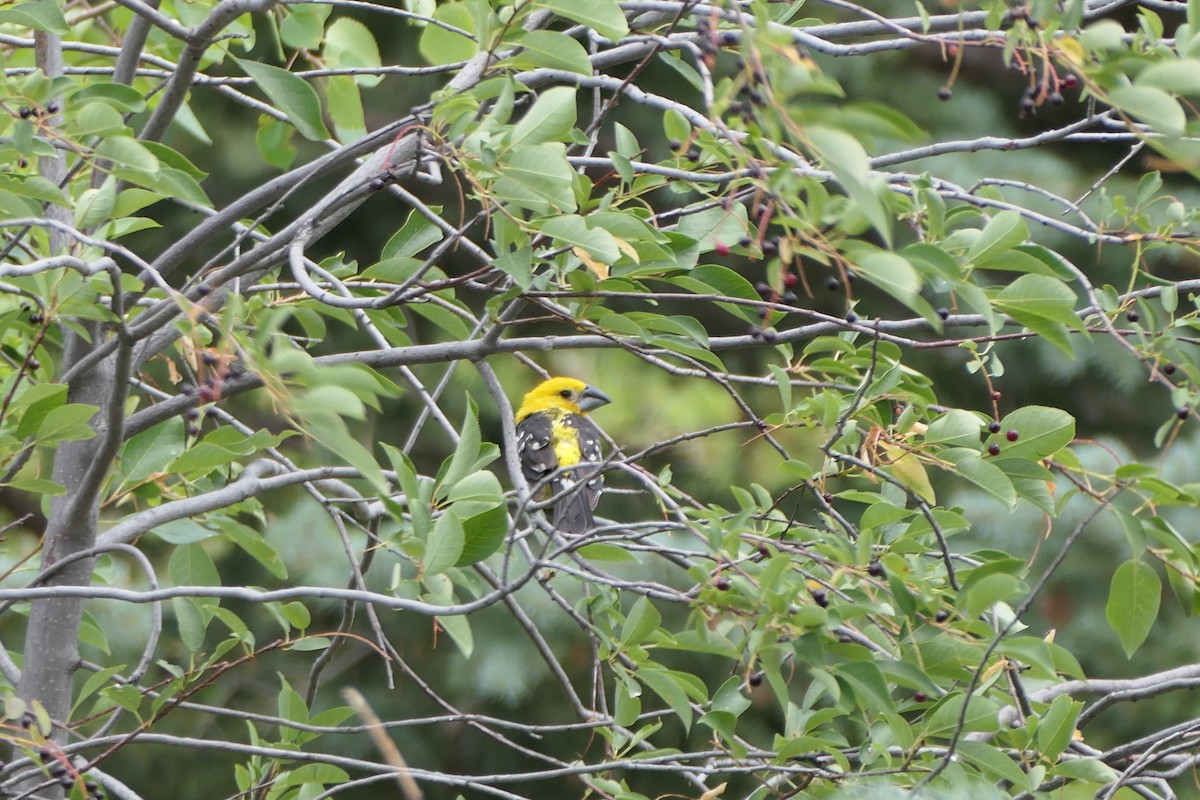 Yellow Grosbeak (Northern) - ML640651853