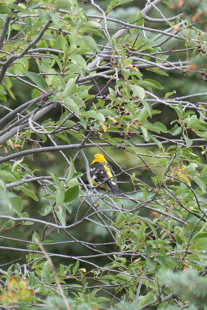 Yellow Grosbeak (Northern) - ML640651854