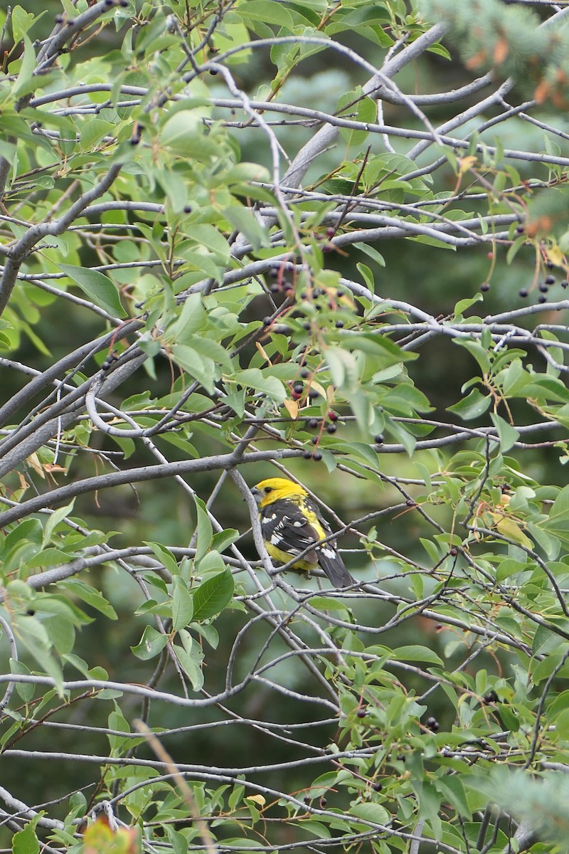 Yellow Grosbeak (Northern) - ML640651855