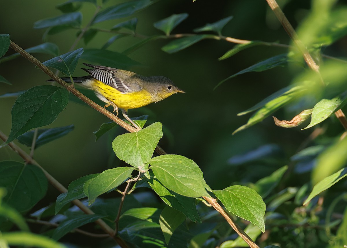 Magnolia Warbler - ML640651884