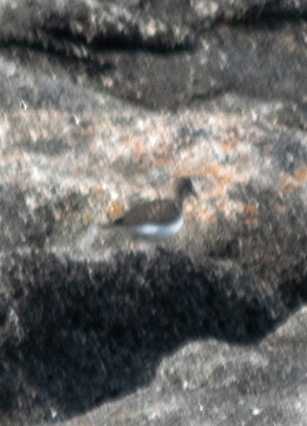 Common Sandpiper - ML640651925