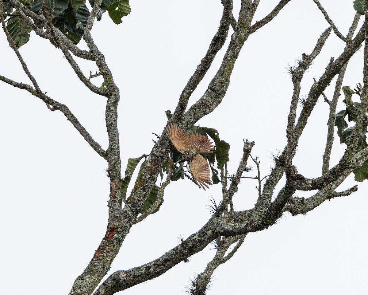 Montane Woodcreeper - ML640651934