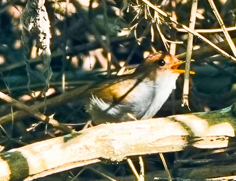 Russet-capped Tesia - ML640651935