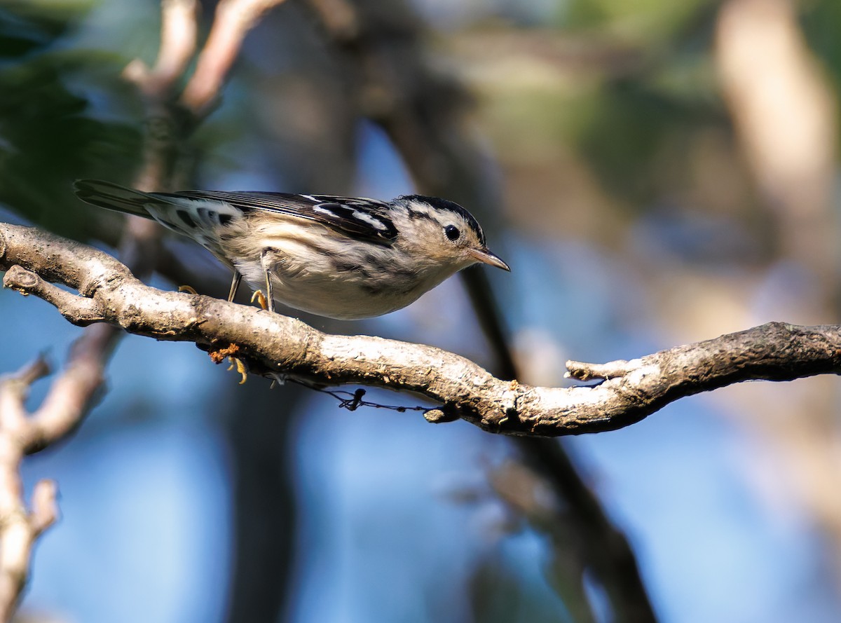 Black-and-white Warbler - ML640651945