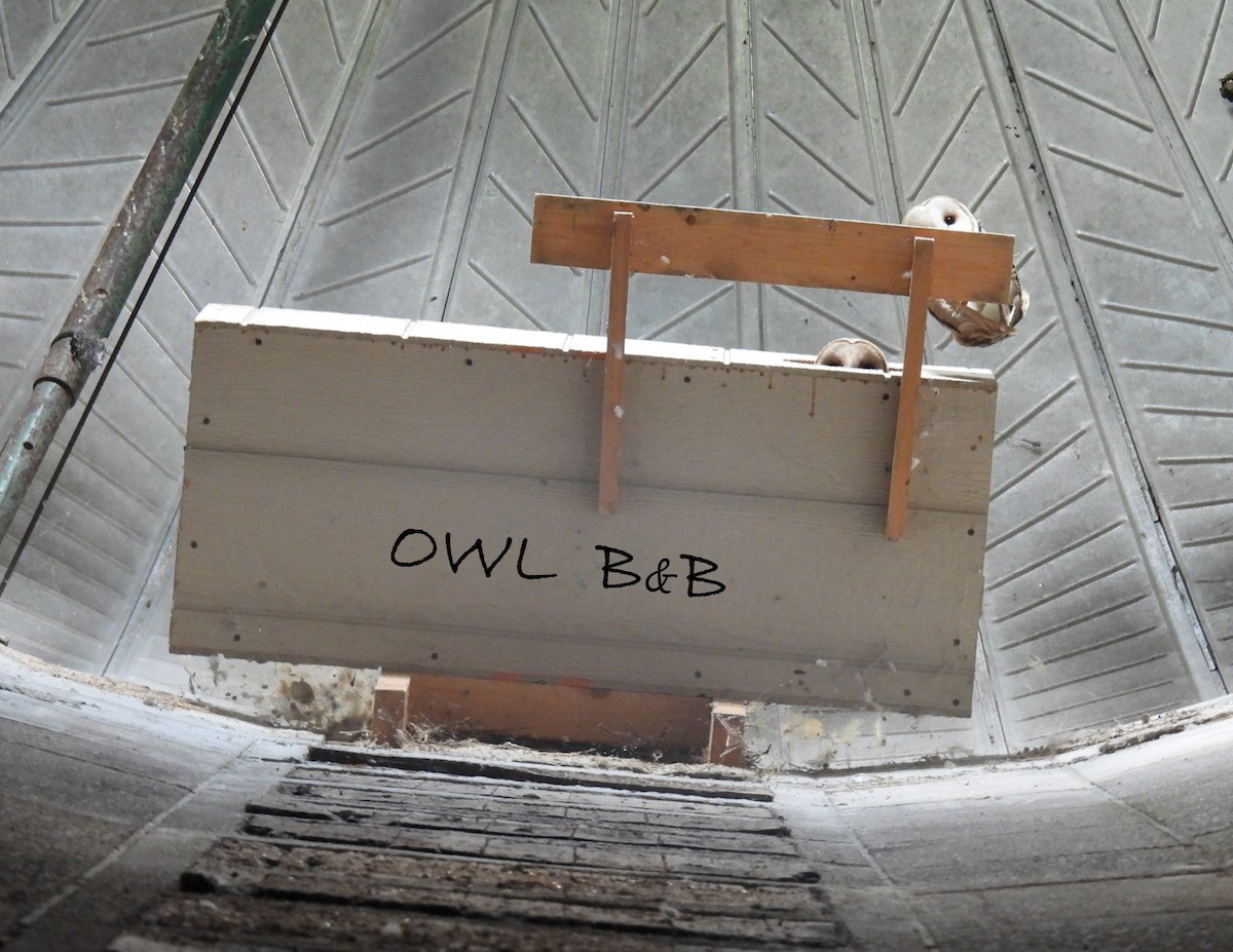 American Barn Owl - ML640652032