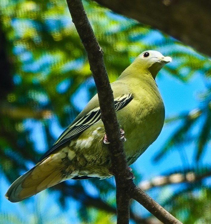 Flores Green-Pigeon - ML640652033